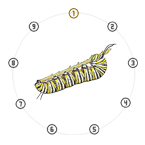 Stage VI: Phase 6.0 Eruca. A striped Monarch caterpillar on a stem centred in a 9-node dial, with node 1 highlighted in gold.