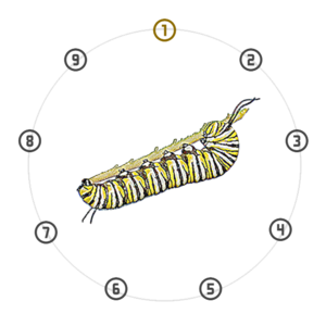 Stage VI: Phase 6.0 Eruca. A striped Monarch caterpillar on a stem centred in a 9-node dial, with node 1 highlighted in gold.