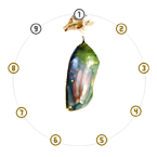 Stage VI: Phase 6.1 Aurelia. A green Monarch chrysalis suspended within a 9-node dial, with nodes 2 through 8 highlighted in gold.