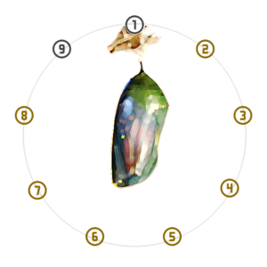 Stage VI: Phase 6.1 Aurelia. A green Monarch chrysalis suspended within a 9-node dial, with nodes 2 through 8 highlighted in gold.