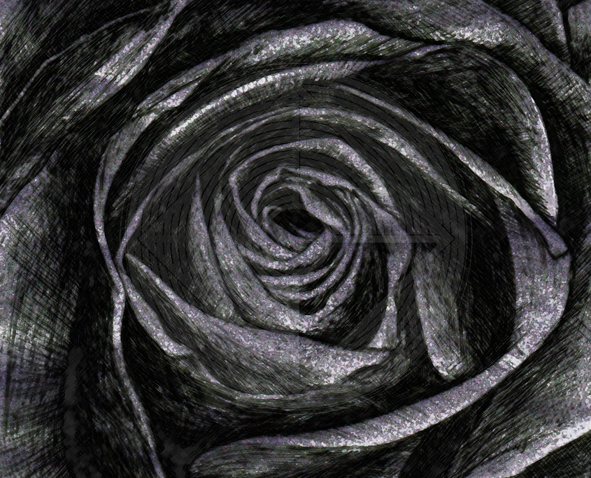 Fig. 5.7.05: The Black Rose of the Logos (2016), representing the maturation of the Impersonal Logos into a substantial, fixed form within the Outward Stone.