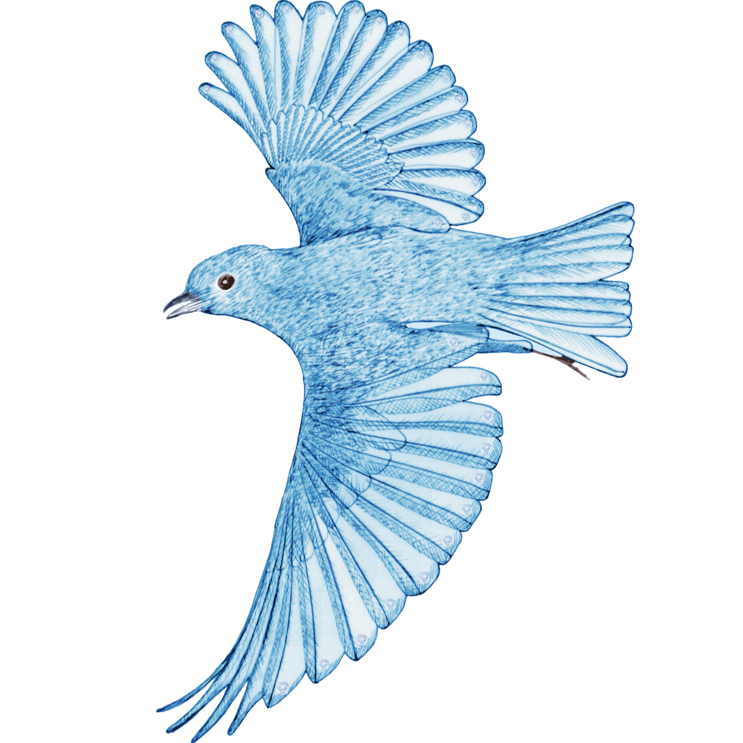 Fig. 5.7.08 | The Blue Bird of the Logos.