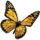 Fig. 5.2.01 | Monarch Butterfly.