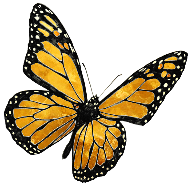 Fig. 5.2.01 | Monarch Butterfly.