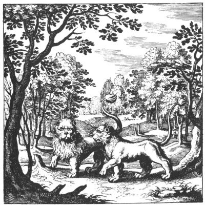 An alchemical copperplate engraving depicting a rugged earth baseline where two powerful, muscular lions stand facing each other, locked in an intense, localised physical struggle.