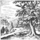 The Book of Lambspring. A forest thicket with two matched birds, where one bird is perched quietly inside its nest while the other extends wings to fly upward.